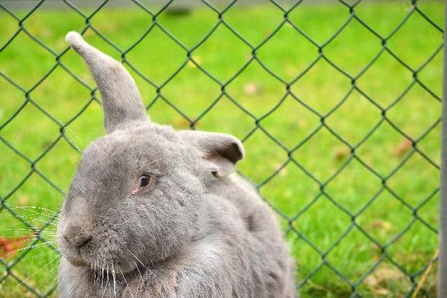 Scared rabbit